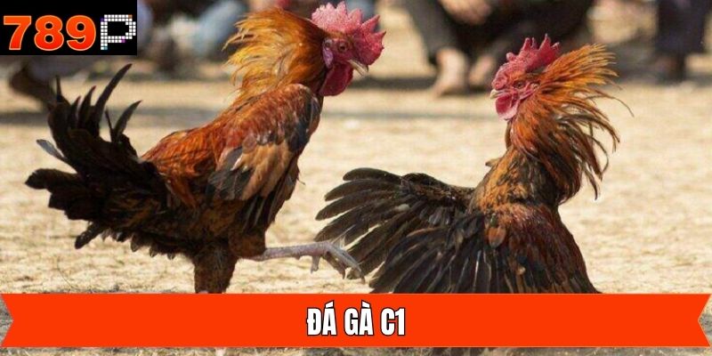 Đá Gà C1 - Giải Đấu Quy Tụ Chiến Kê Tài Năng Nhất Tại 789P