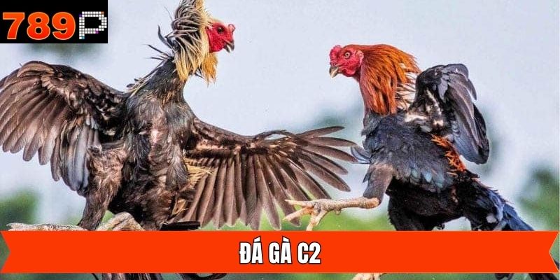 Đá Gà C2 - Đón Đầu Xu Hướng Về Trận Đấu Đỉnh Cao Cùng 789P