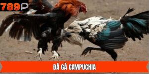 Đá Gà Campuchia - Trải Nghiệm Đỉnh Cao Hấp Dẫn Cùng 789P