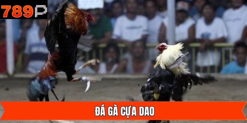Đá Gà cựa dao - Trải Nghiệm Trường Đấu Đỉnh Cao Tại 789P