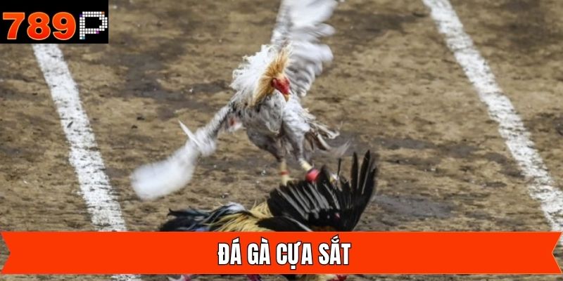 Đá Gà Cựa Sắt - Những Trận Đấu Hấp Dẫn Từ Chiến Kê Hàng Đầu