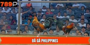 Đá Gà Philippines 789P - Địa Chỉ Xem Chọi Kê Chất Lượng Cao