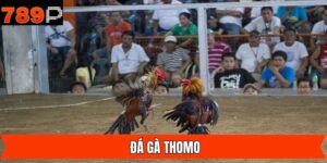 Đá Gà Thomo - Hình Thức Chọi Kê Đẳng Cấp Nhất Tại 789P