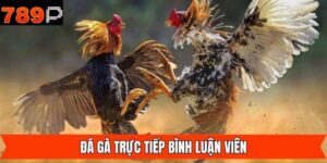 Đá Gà Trực Tiếp Bình Luận Viên - Giây Phút Giải Trí Thú Vị