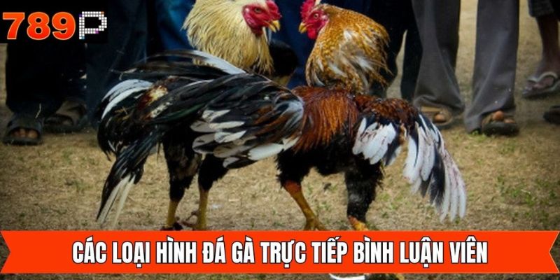 Giới thiệu những loại hình đá gà trực tiếp bình luận viên