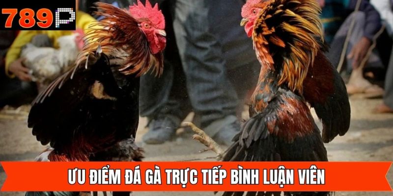 Hình thức đá gà có bình luận viên sở hữu nhiều ưu điểm nổi bật