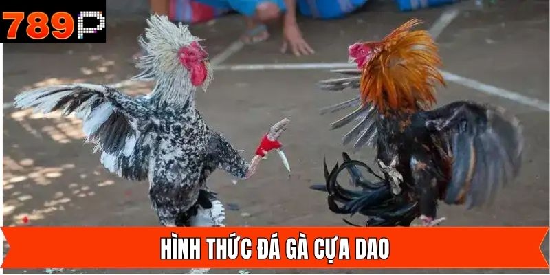 Chọi gà cựa dao với giống gà nòi