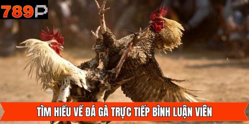 Khám phá tổng quan về đá gà trực tiếp bình luận viên
