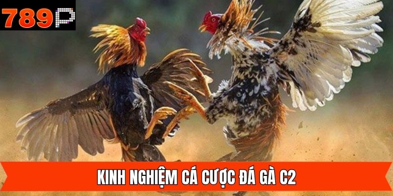 Kinh nghiệm khi tham gia đá gà C2 giành chiến thắng lớn 789P
