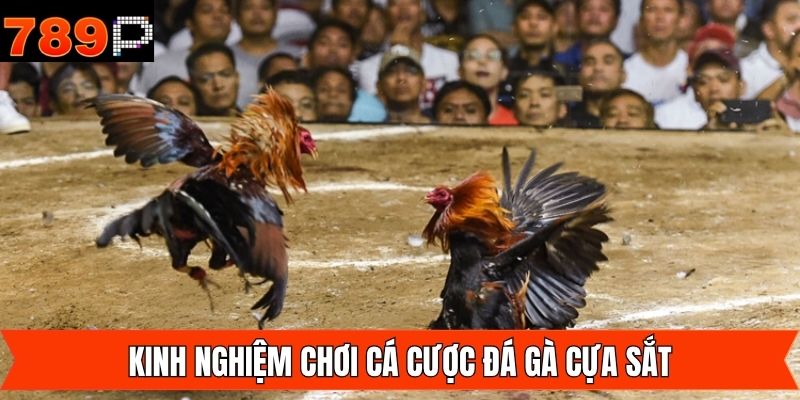 Mẹo chơi chọi kê cựa sắt hiệu quả từ chuyên gia