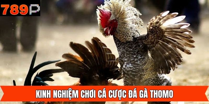Một vài bí quyết chinh phục thưởng khủng dành cho hội viên