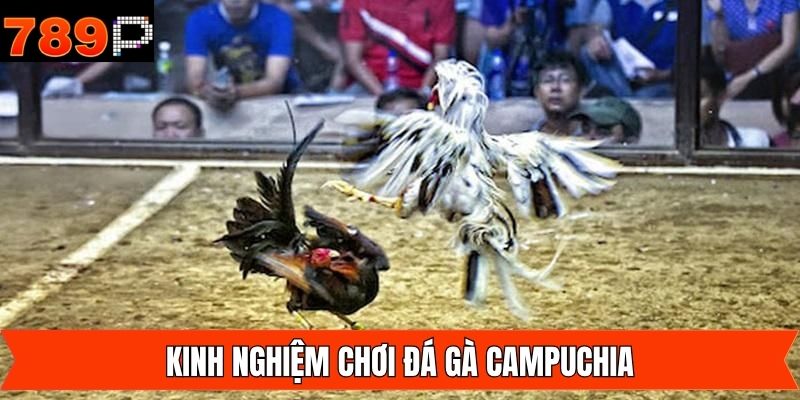 Bí kíp chiến thuật khi cá cược hình thức đá gà hấp dẫn
