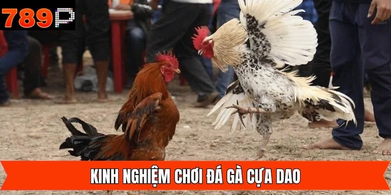 Nắm rõ kỹ thuật của các chiến kê trước khi đầu tư