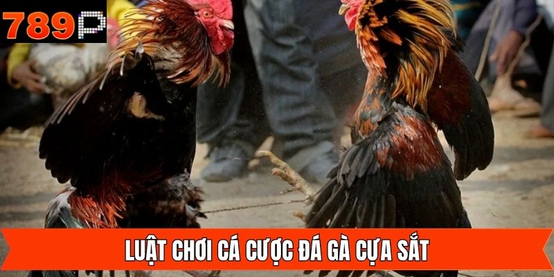 Luật lệ thi đấu đá gà cựa sắt dành cho các newbie