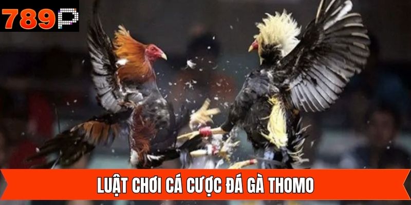 Những quy luật đá gà Thomo chi tiết mà khách hàng cần nắm