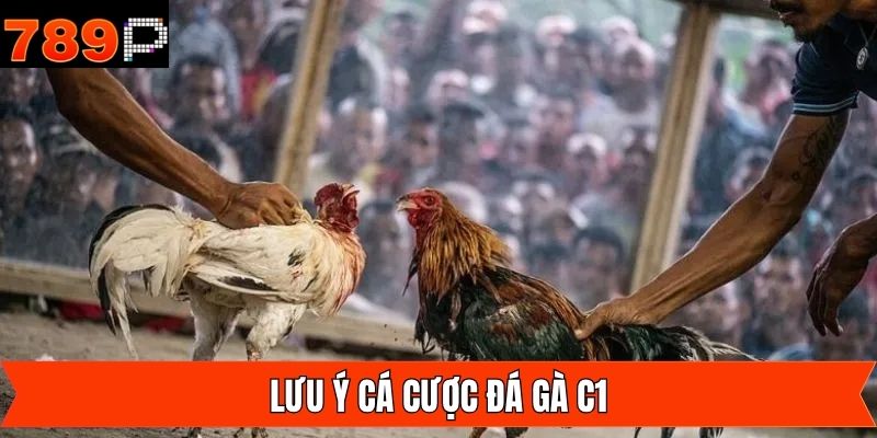 Lưu ý chọn kèo đá gà C1 để mang lại hiệu quả cao