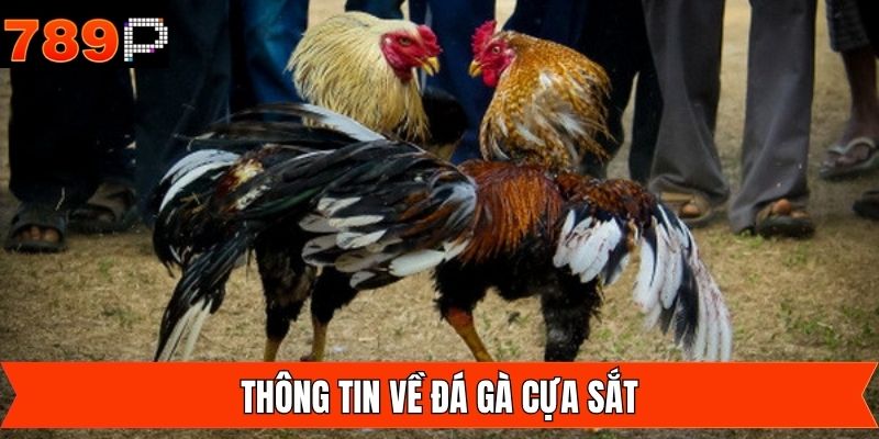 Thông tin then chốt về chọi kê cựa sắt