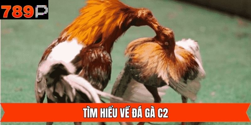 Tìm hiểu đá gà C2 là gì?