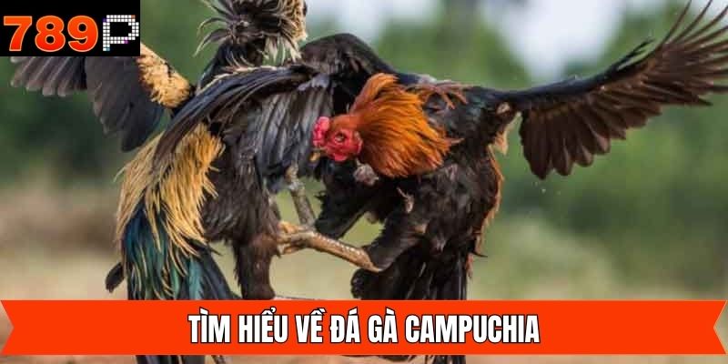 Tổng quan đôi nét về loại hình đá gà Campuchia