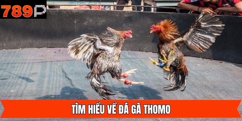 Khái quát về hình thức đá gà đầy thú vị và đặc biệt