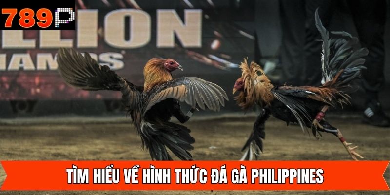 Bao quát về đá gà Philippines của 789P