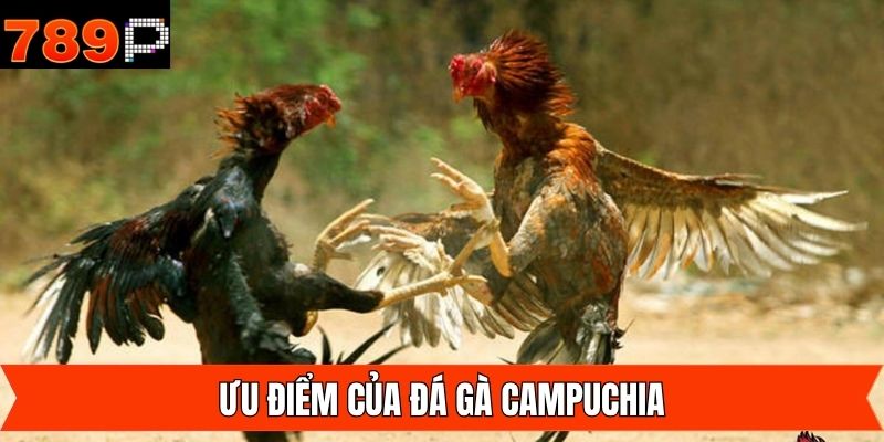 Ưu điểm hấp dẫn khi người dùng cá cược đá gà Campuchia