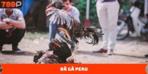 Đá gà Peru - Trải Nghiệm Trận Đấu Đầy Lôi Cuốn Và Kịch Tính