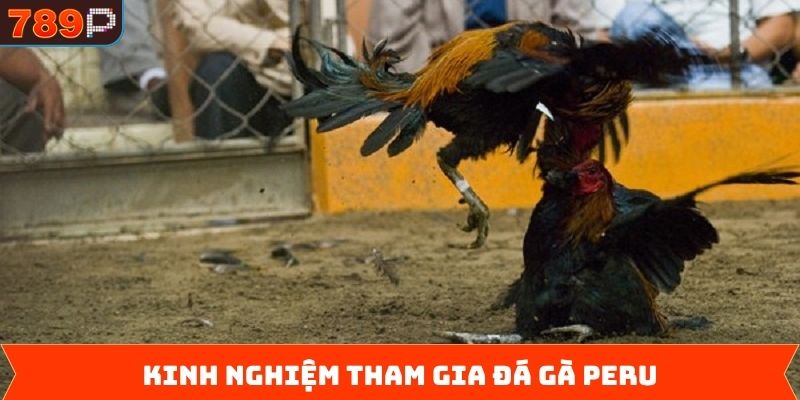 Kỹ năng cần có để thắng lớn khi chơi đá gà Peru