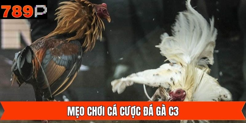 Kinh nghiệm nên áp dụng khi tham gia chọi kê C3