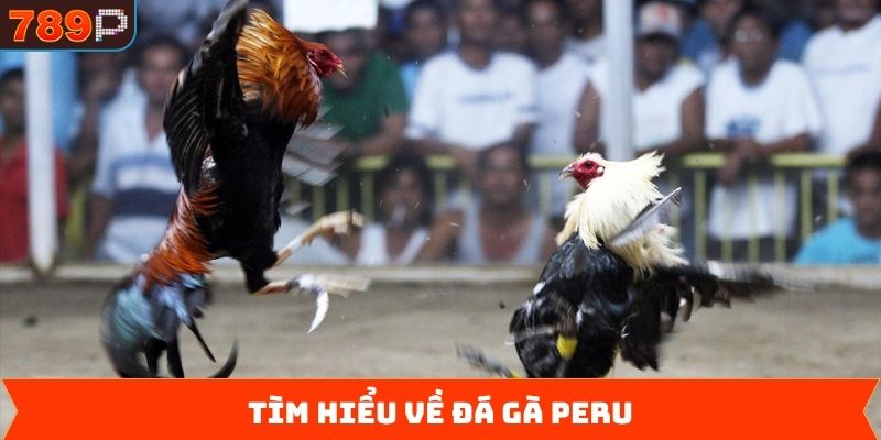 Nét nổi bật chính về hình thức chọi gà Peru