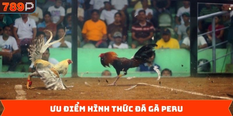 Một vài điểm mạnh xuất sắc trong đá gà Peru